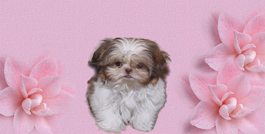 Chinese Imperial Shih Tzu puppy information