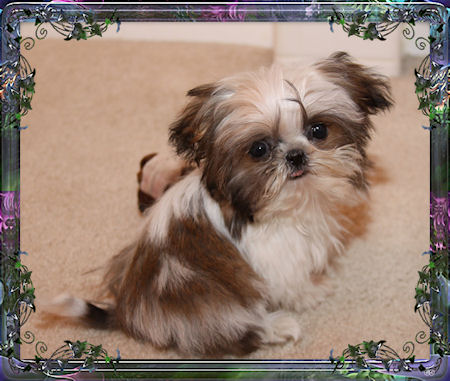 Camie is a tiny Chinese Imperial Shih Tzu female that is 2.2 pounds grown.