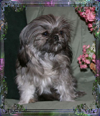 Tiny Little, Chinese Imperial Dog, Imperial Shih Tzu, uppies for sale, Female/Bitzy
