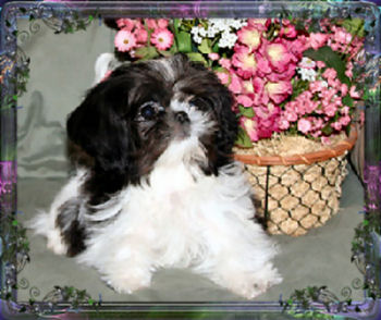 Tiny Chinese Imperial Dog, Imperial Shih Tzu,Nevada Breeder, specializing in little, tiny, imperials with AKC champion pedigree, Imperial Stud/Logan is the father of many of our puppies