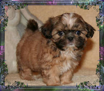 Tiny Little, Chinese Imperial Shih Tzu, puppies for sale, Female/Sally