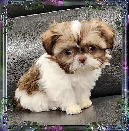 Tiny Chinese Imperial Shih Tzu female puppies for sale, Available Pups