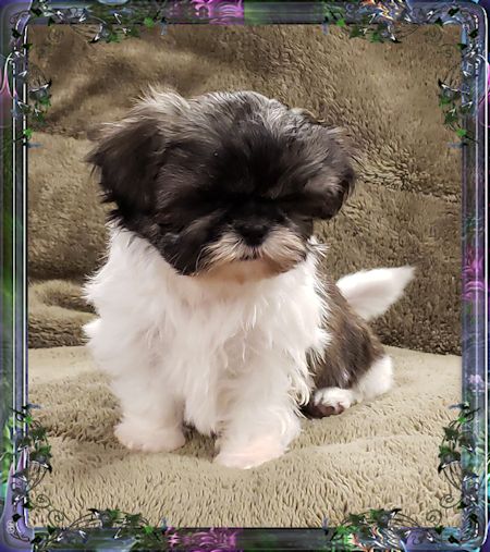 Tiny Chinese Imperial Shih Tzu female puppies for sale, Available Pups